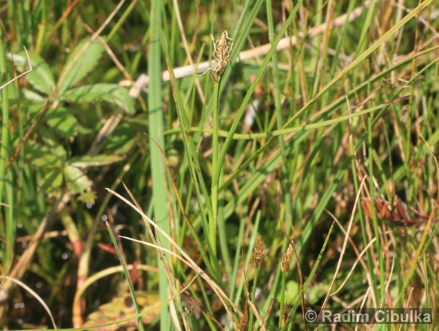 Carex chordorrhiza