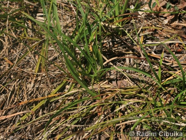 Carex ericetorum 