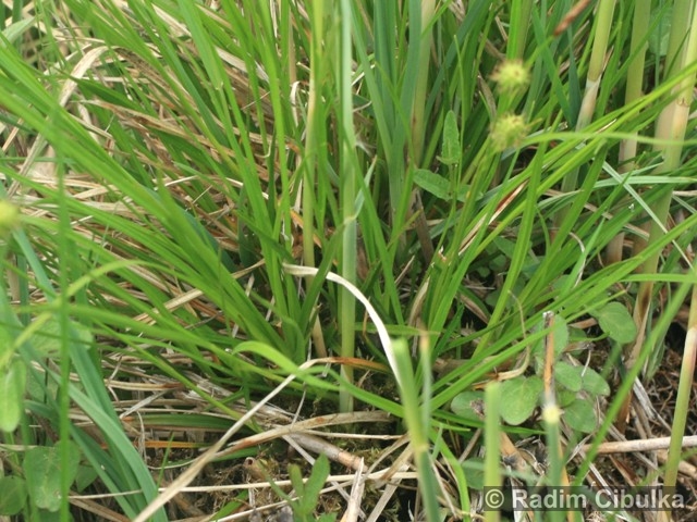 Carex lepidocarpa 