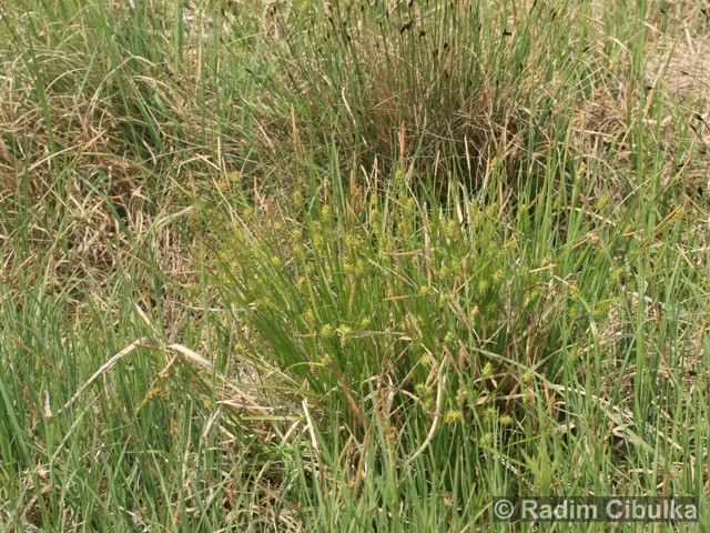 Carex lepidocarpa 