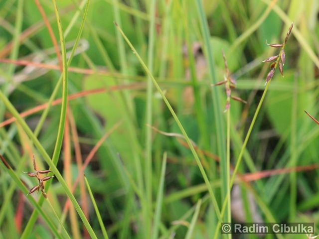 Carex pulicaris 