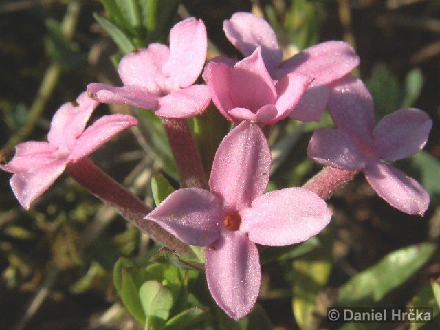 Daphne cneorum