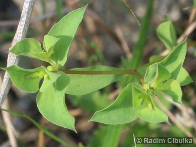 Euphorbia falcata 