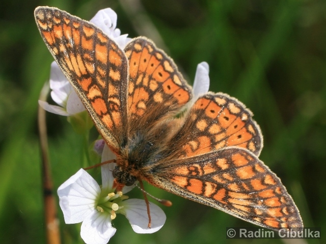 Euphydryas aurinia