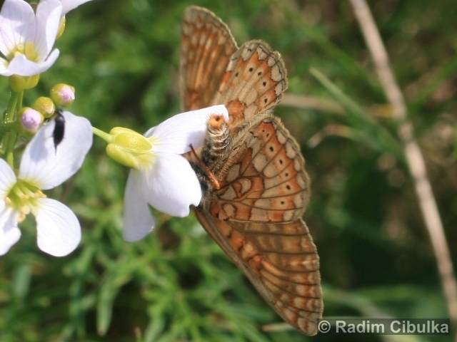 Euphydryas aurinia