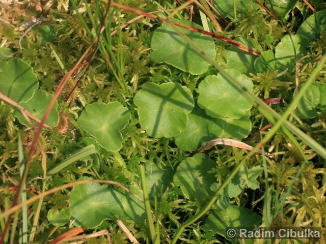 Hydrocotyle vulgaris