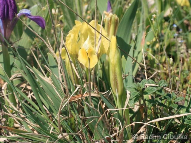 Iris pumila 