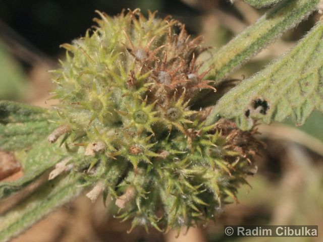 Marrubium vulgare 