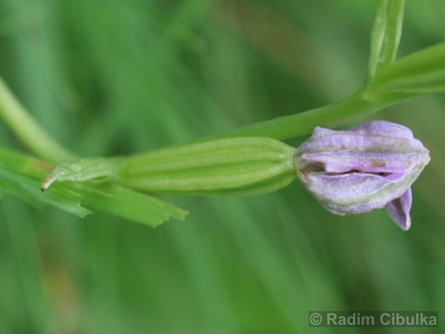 Ophrys apifera 