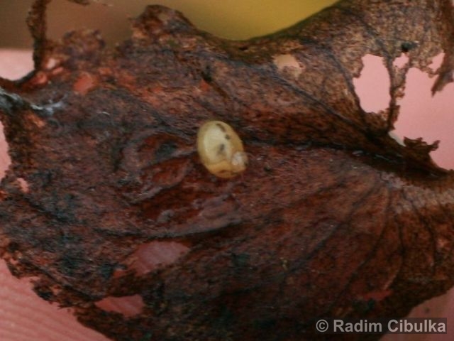 parnassia-palustris7
