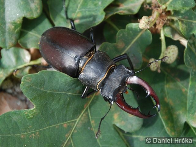 Lucanus Cervus Linnaeus 1758 Roháč Obecný Salvia Ei