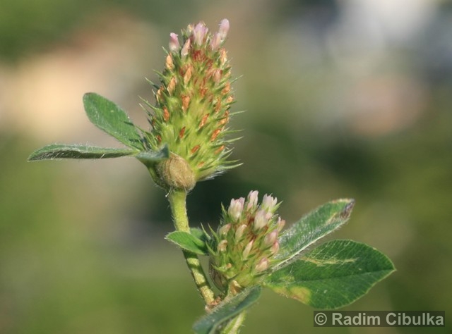 trifolium-striatum3