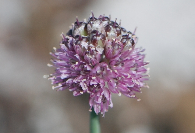 Allium strictum