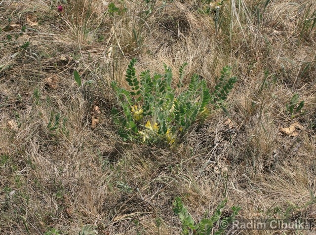 Astragalus exscapus, kozinec bezlodyžný