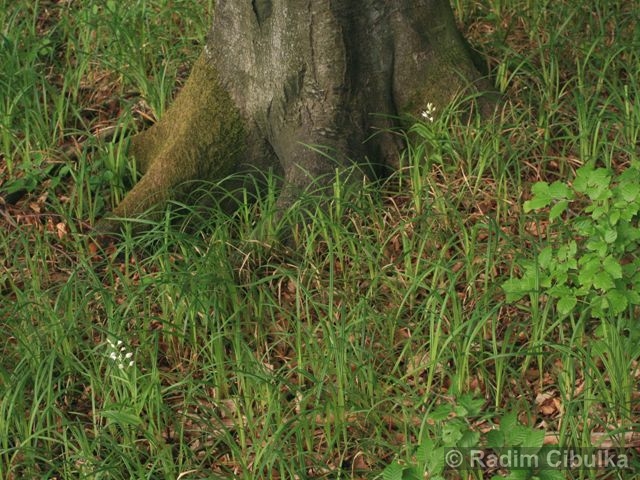 Cephalanthera longifolia, okrotice dlouholistá