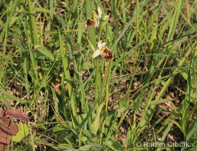 Ophrys holosericea subsp. holubyana, tořič čmelákovitý