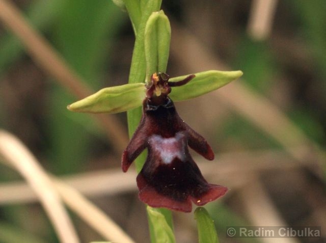 Ophrys insecifera