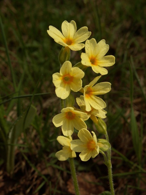 Primula elatior, prvosenka vyšší