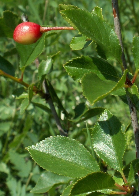 Prunus fruticosa, třešeň křovitá