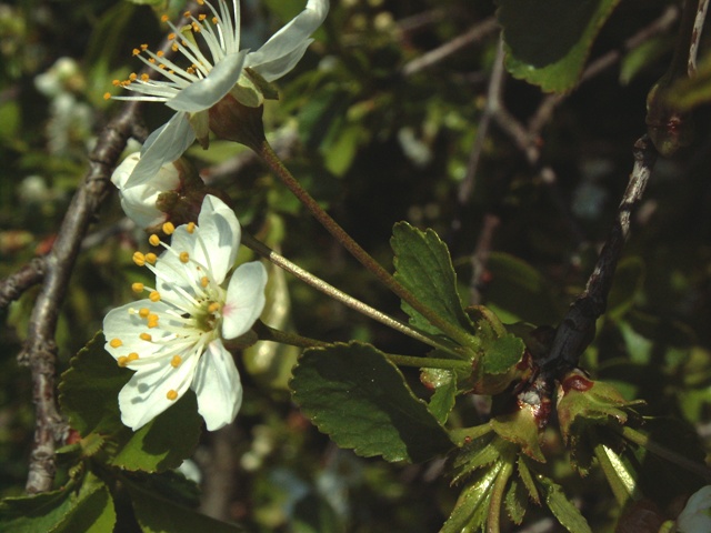 Prunus fruticosa