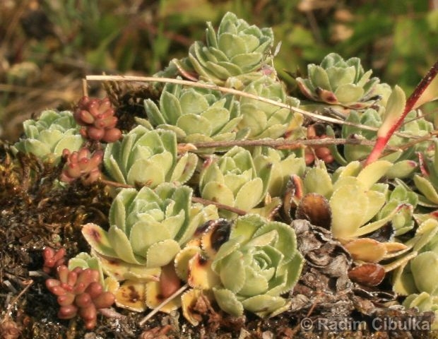 Saxifraga paniculata, lomikámen vždyživý