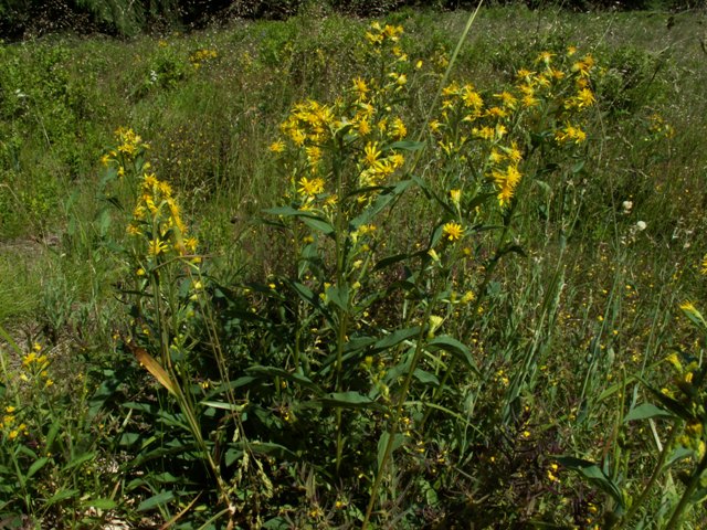 Solidago virgaurea subsp. minuta, zlatobýl obecný alpínský