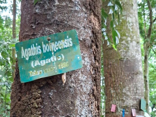 Agathis borneensis