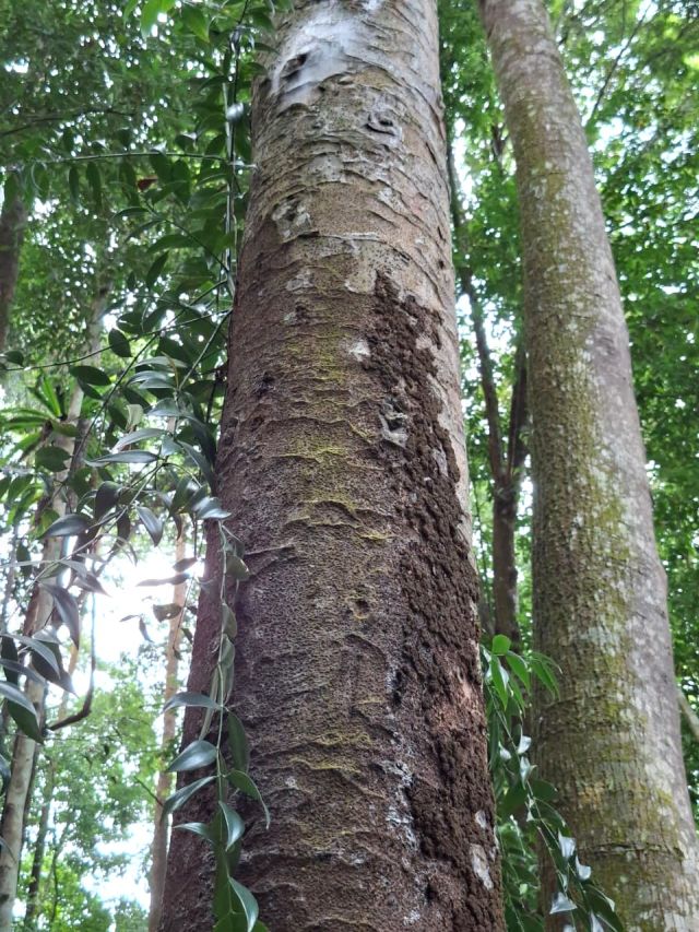 Agathis borneensis