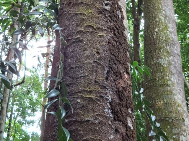 Agathis borneensis