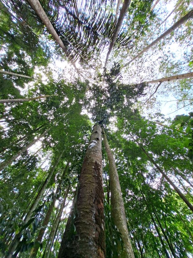Agathis borneensis