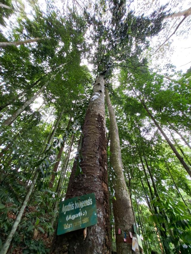 Agathis borneensis