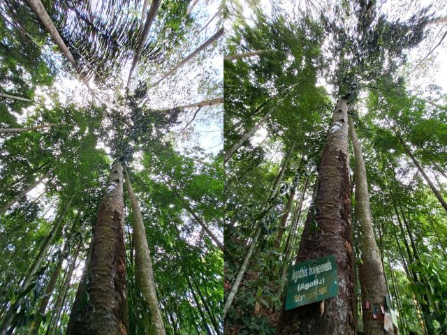 Agathis borneensis