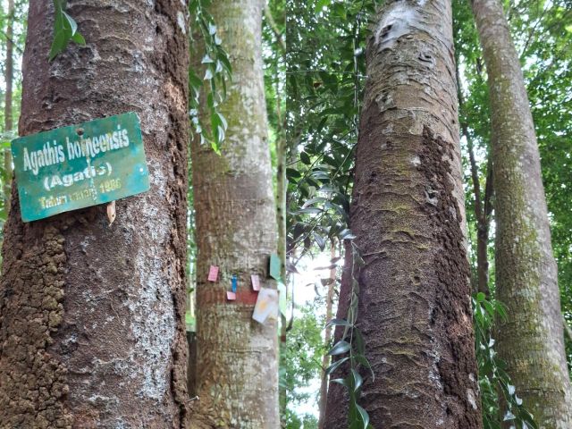 Agathis borneensis