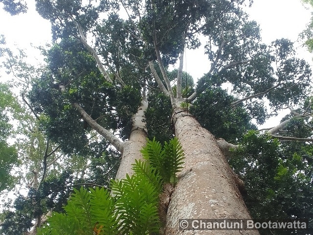AGATHIS ROBUSTA (C.Moore ex F.Muell.) F.M.Bailey – Queensland kauri pine AGATHIS ROBUSTA (C.Moore ex F.Muell.) F.M.Bailey – Queensland kauri pine