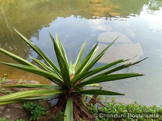 Agave cantala