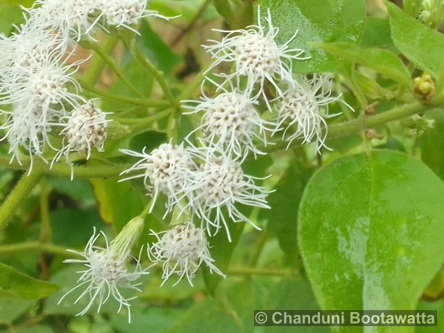 Ageratum conyzoides