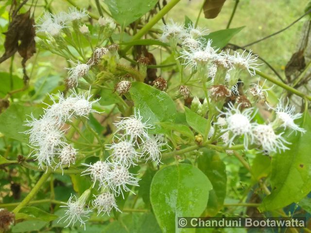 Ageratum conyzoides