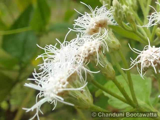 AGERATUM CONYZOIDES L. – White weed AGERATUM CONYZOIDES L. – White weed