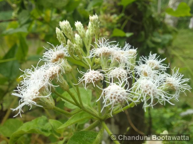 Ageratum conyzoides
