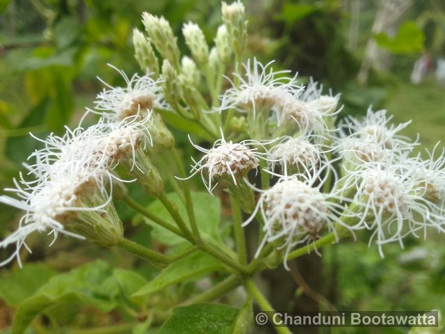 Ageratum conyzoides