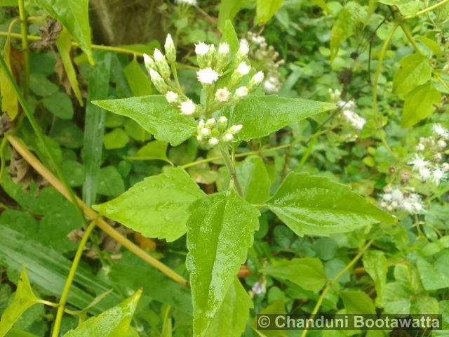 Ageratum conyzoides