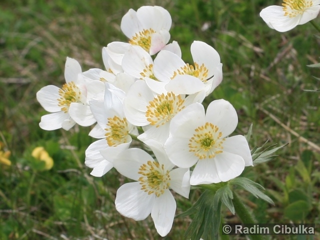 Anemonastrum narcissiflorum