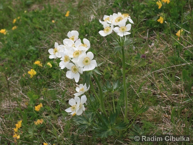 Anemonastrum narcissiflorum