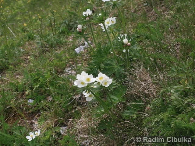 Anemonastrum narcissiflorum