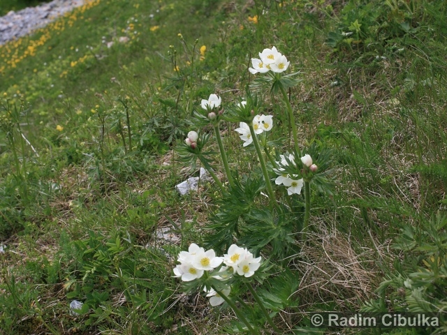 Anemonastrum narcissiflorum