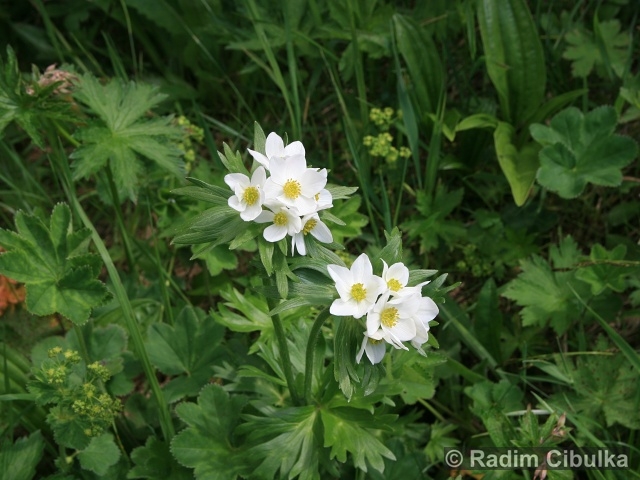 Anemonastrum narcissiflorum