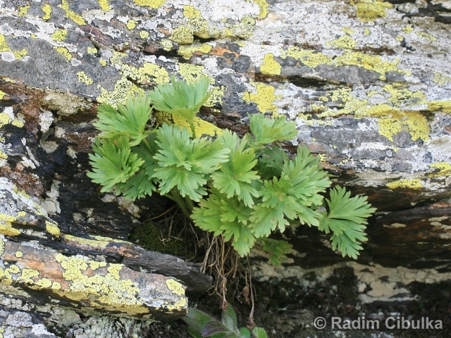 Anemonastrum narcissiflorum