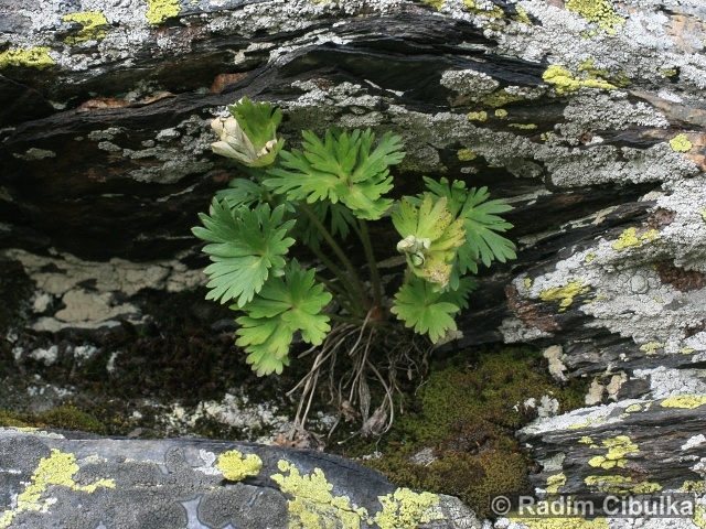 Anemonastrum narcissiflorum