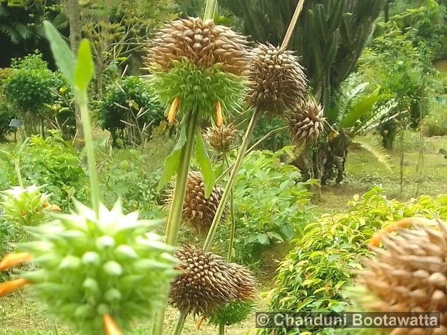 ANISOMELES INDICA (L.) Kuntze – Catmint ANISOMELES INDICA (L.) Kuntze – Catmint