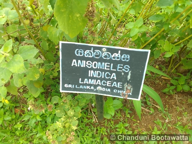 Anisomeles indica
